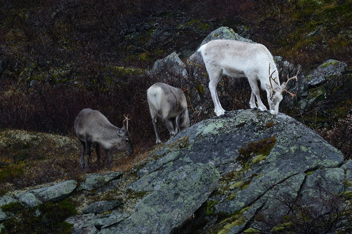 20181020 093938 norwegen 2018 rentiere