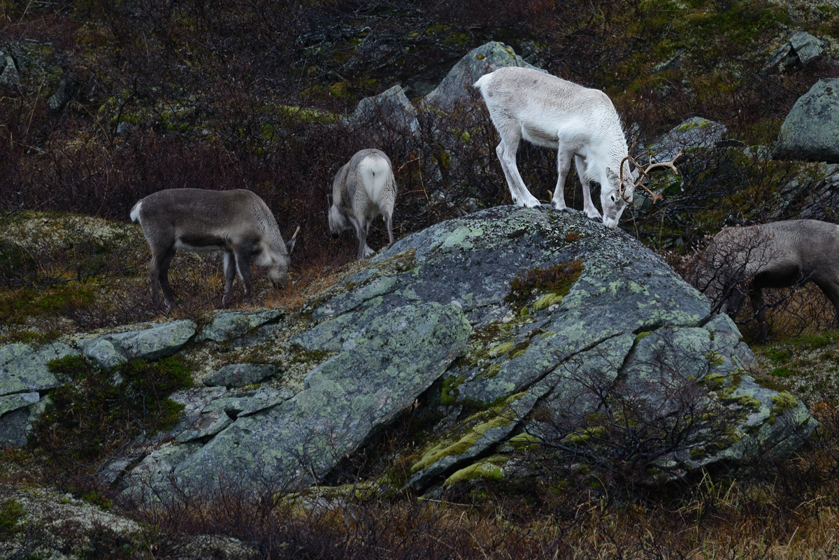 20181020 093949 norwegen 2018 rentiere