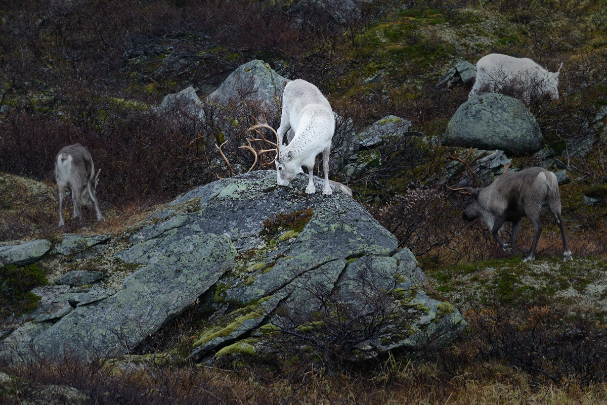 20181020 094026 norwegen 2018 rentiere