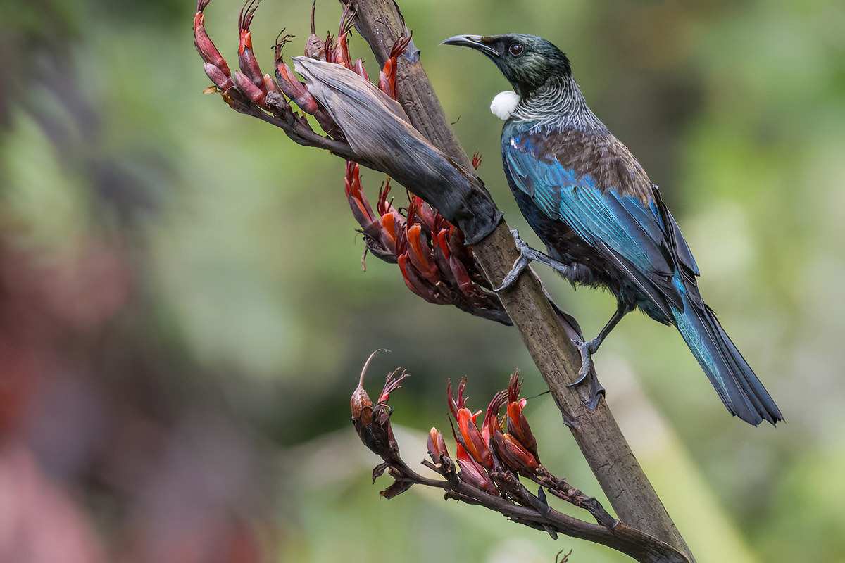 2019-01-06 20 Tui.jpg