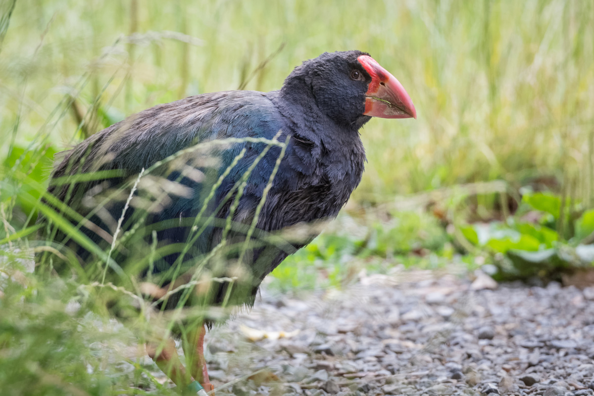 2019-01-18 20 Takahe.jpg