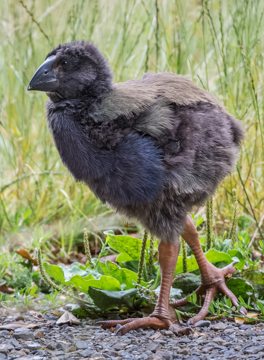 2019-01-18 21 Takahe.jpg