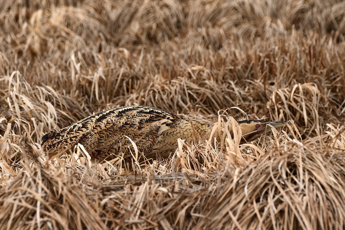 2019 03555