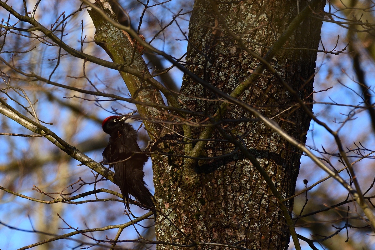 2019 04913