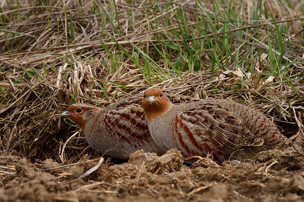 2019 05181