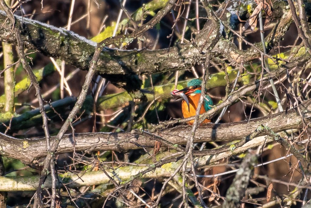 20190120 DSC 6870