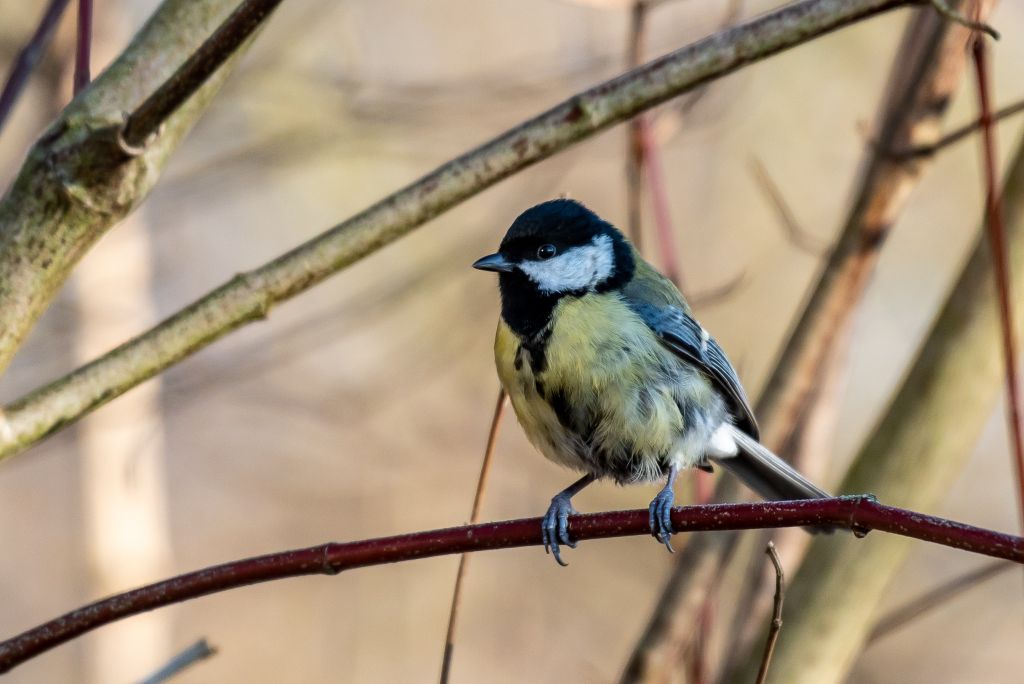 20190120 DSC 6969