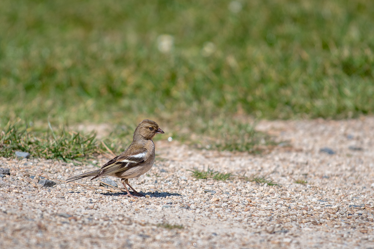 20190513-D50_0025.jpg