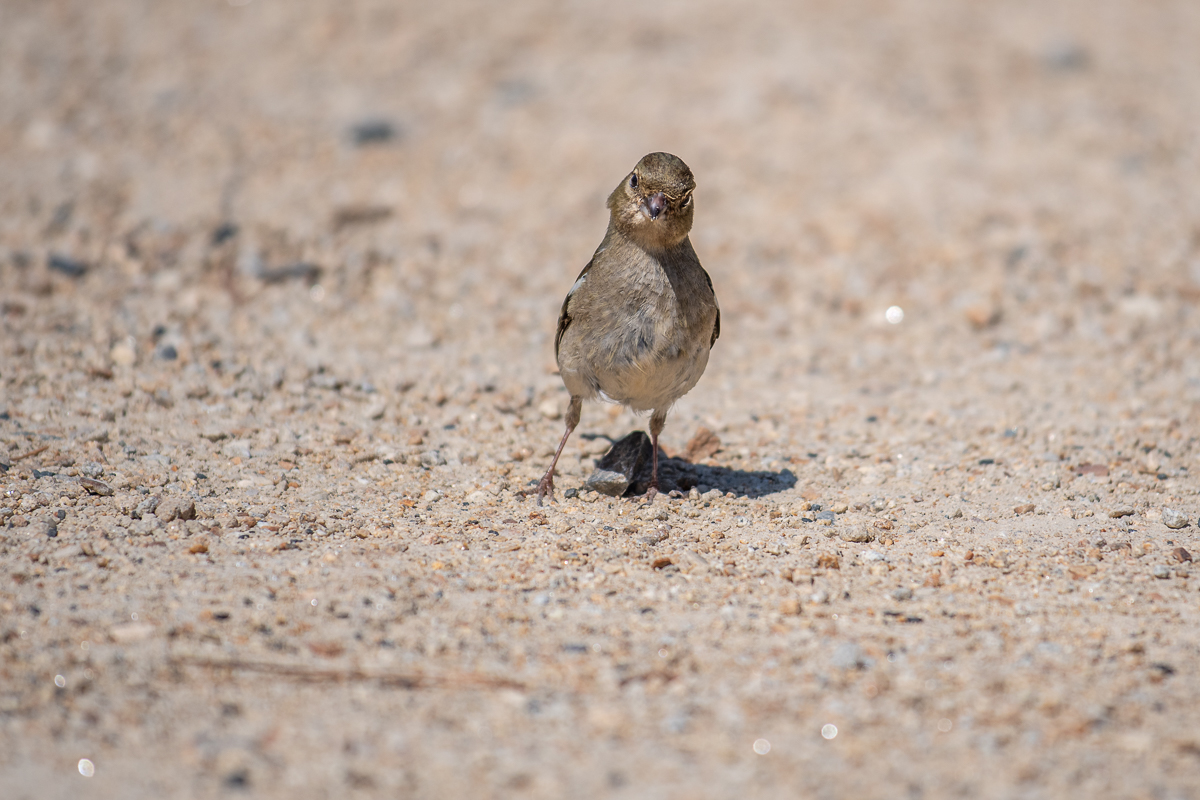 20190513-D50_0030.jpg
