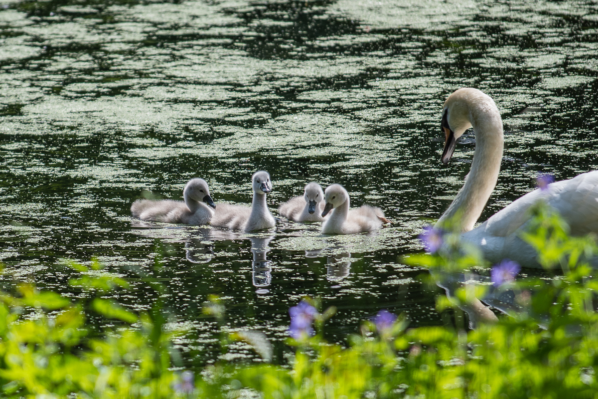 20190601-D50_1299.jpg