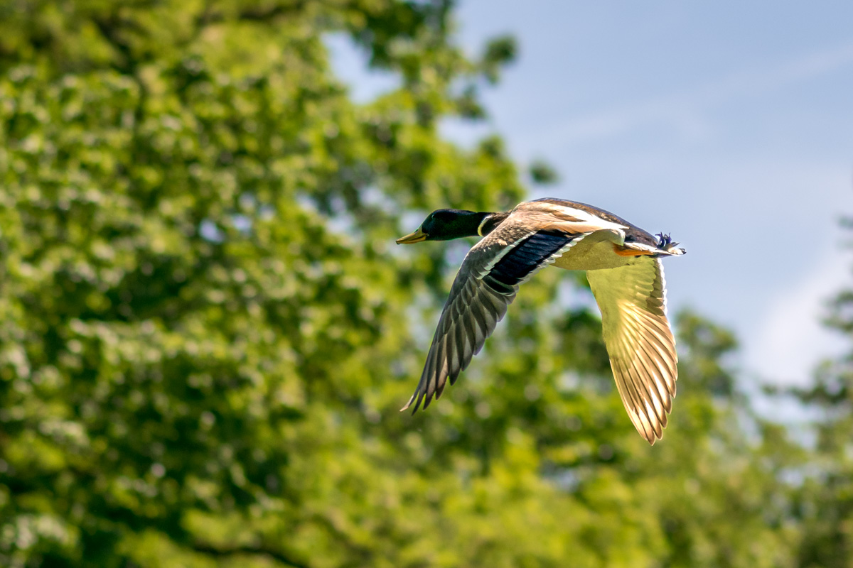20190601-DSC_4457.jpg