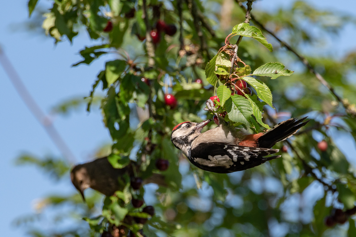 20190609-D50_1627.jpg