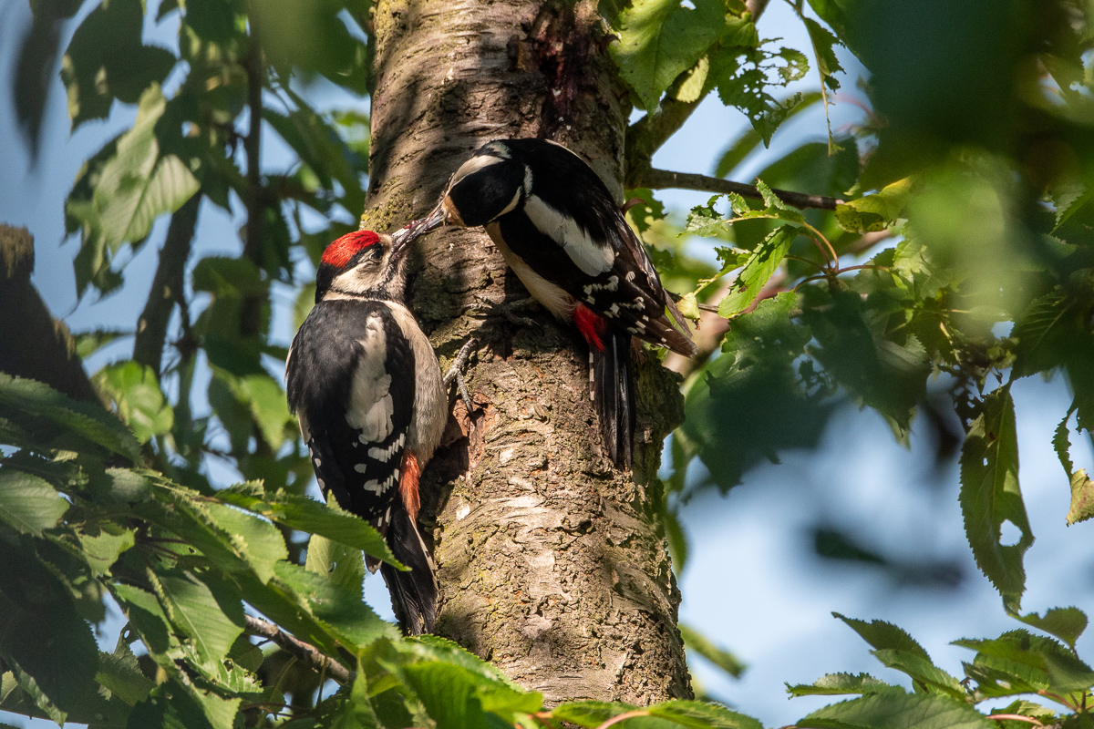 20190609-D50_1640.jpg