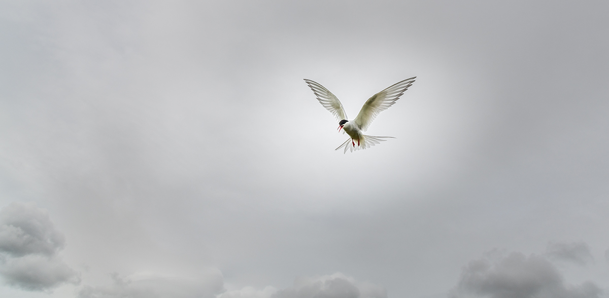 20190716_D850_2400wwNF.jpg