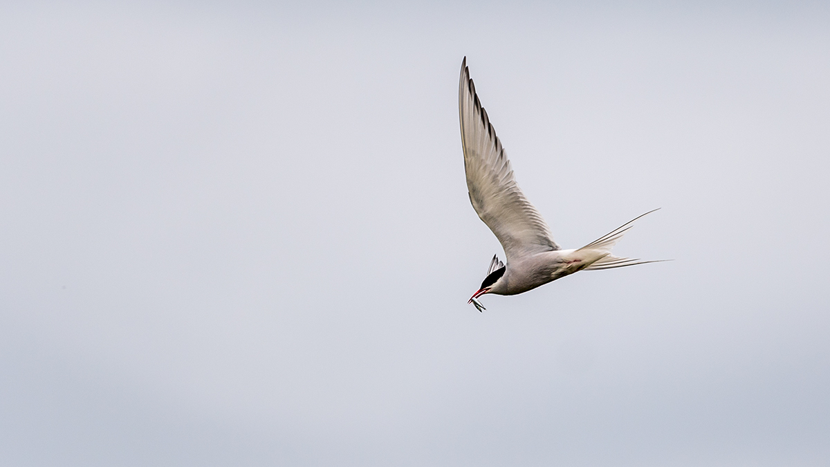20190716_ND5_4562wNF.jpg