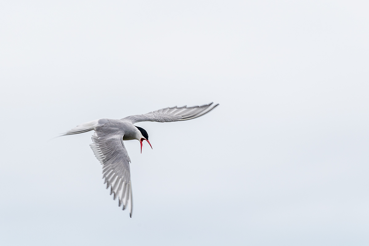 20190716_ND5_4663NF.jpg
