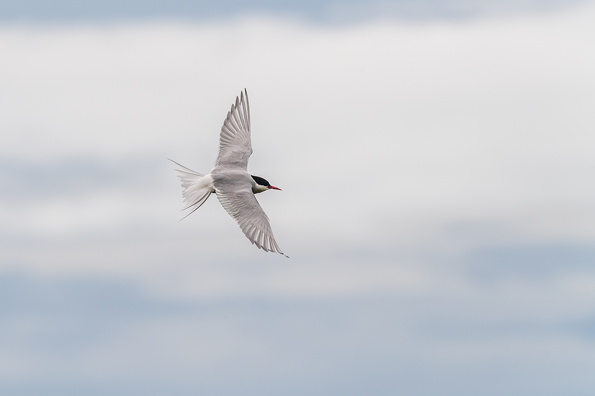 20190716_ND5_4714NF.jpg