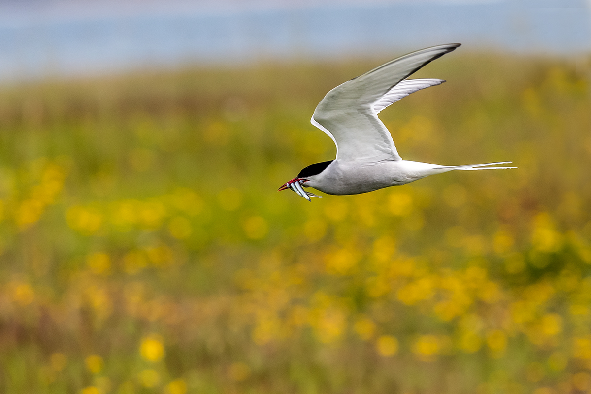 20190716_ND5_4920NF.jpg