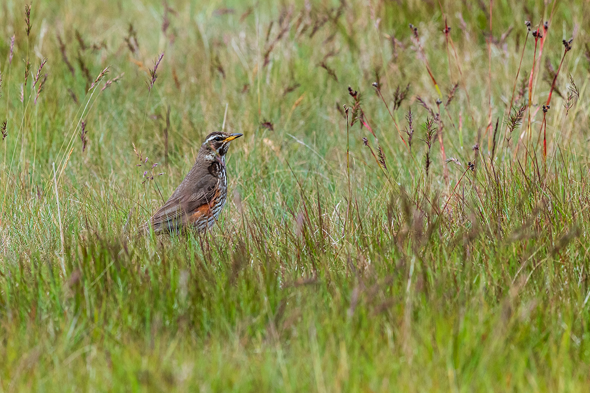 20190716_ND5_4974NF.jpg