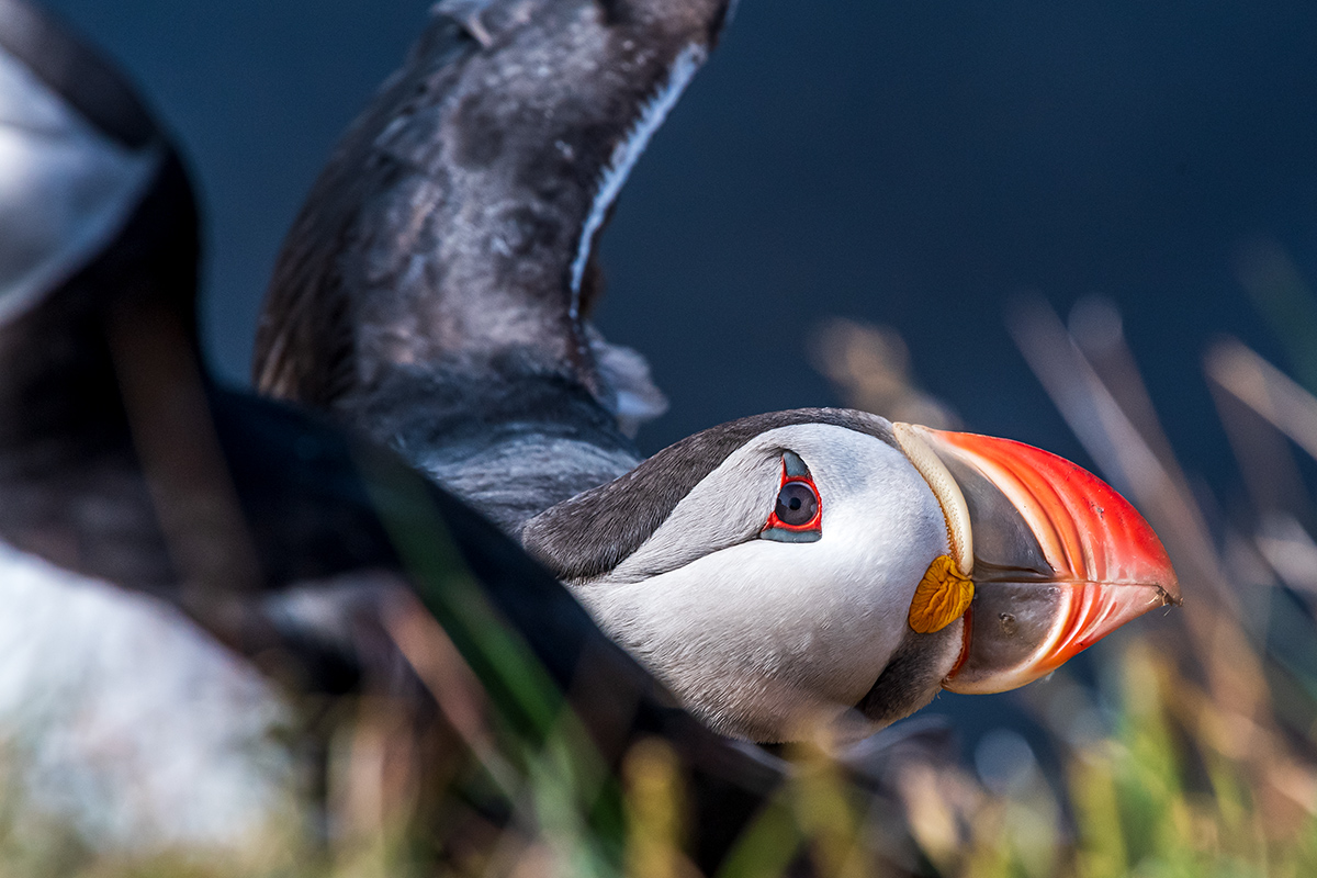 20190718_ND5_4047wNF.jpg