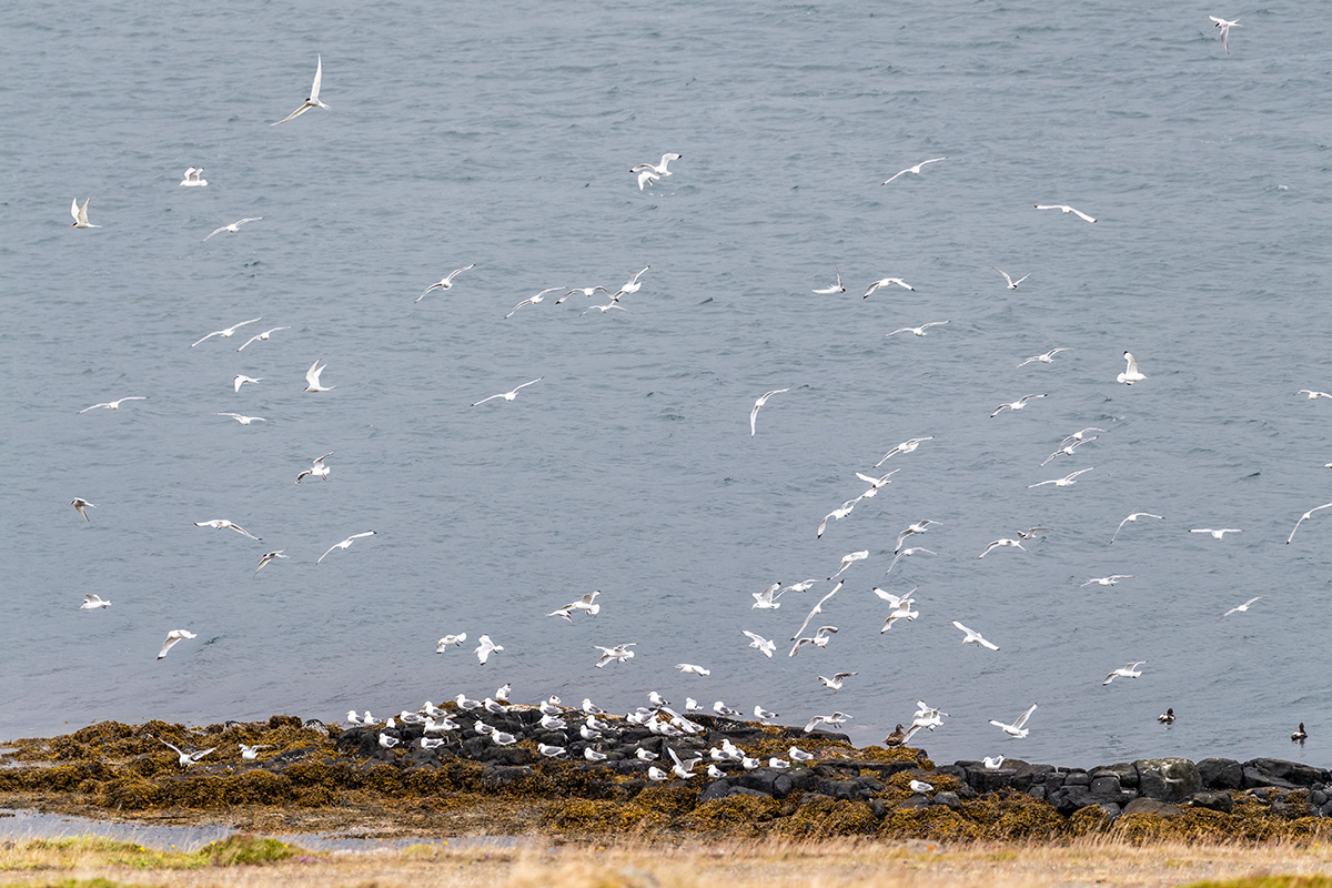 20190719_ND5_3471NF.jpg