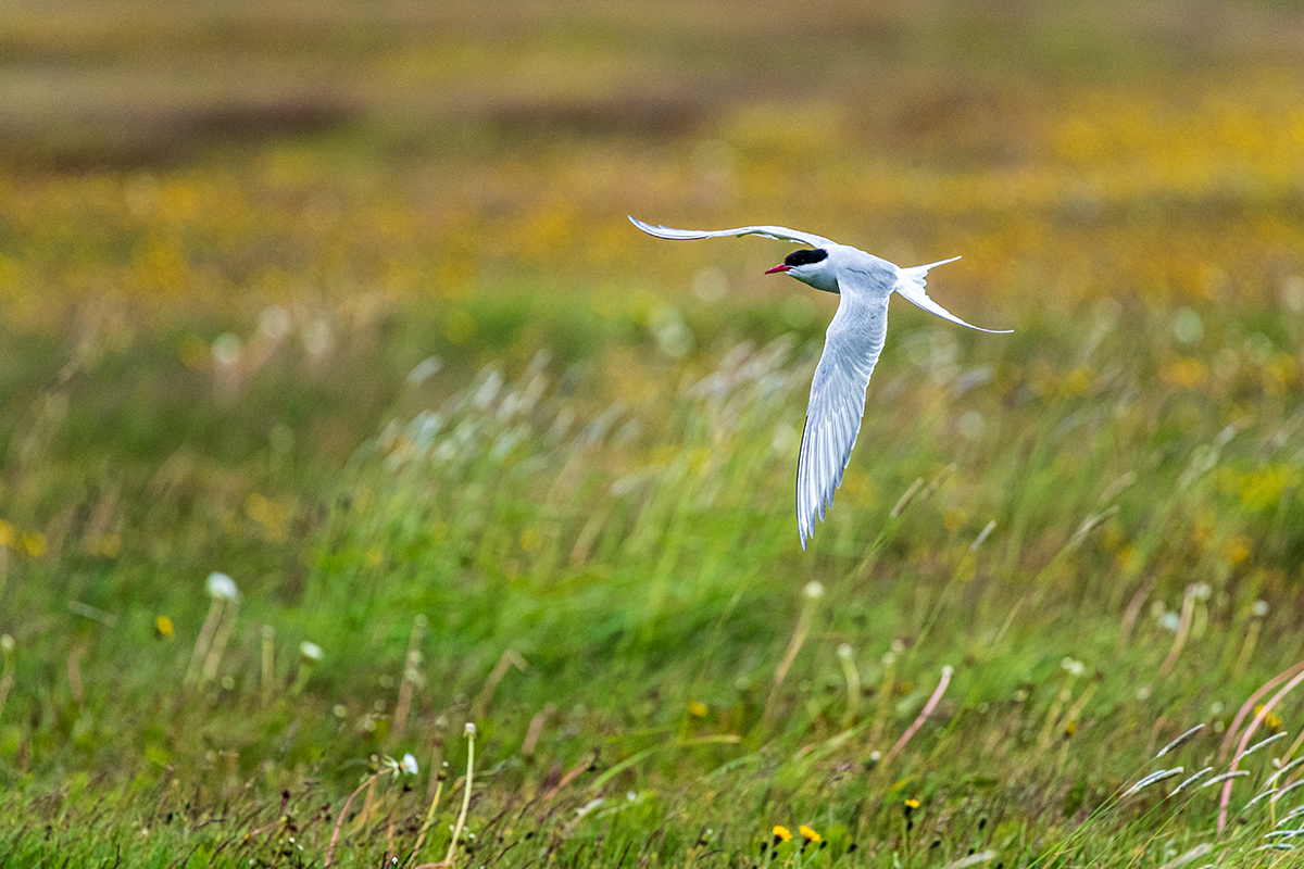 20190720_ND5_3118NF.jpg