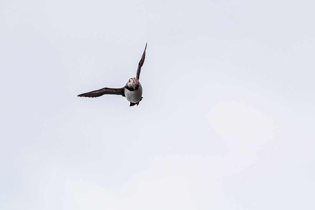 20190725_ND5_2550NF.jpg