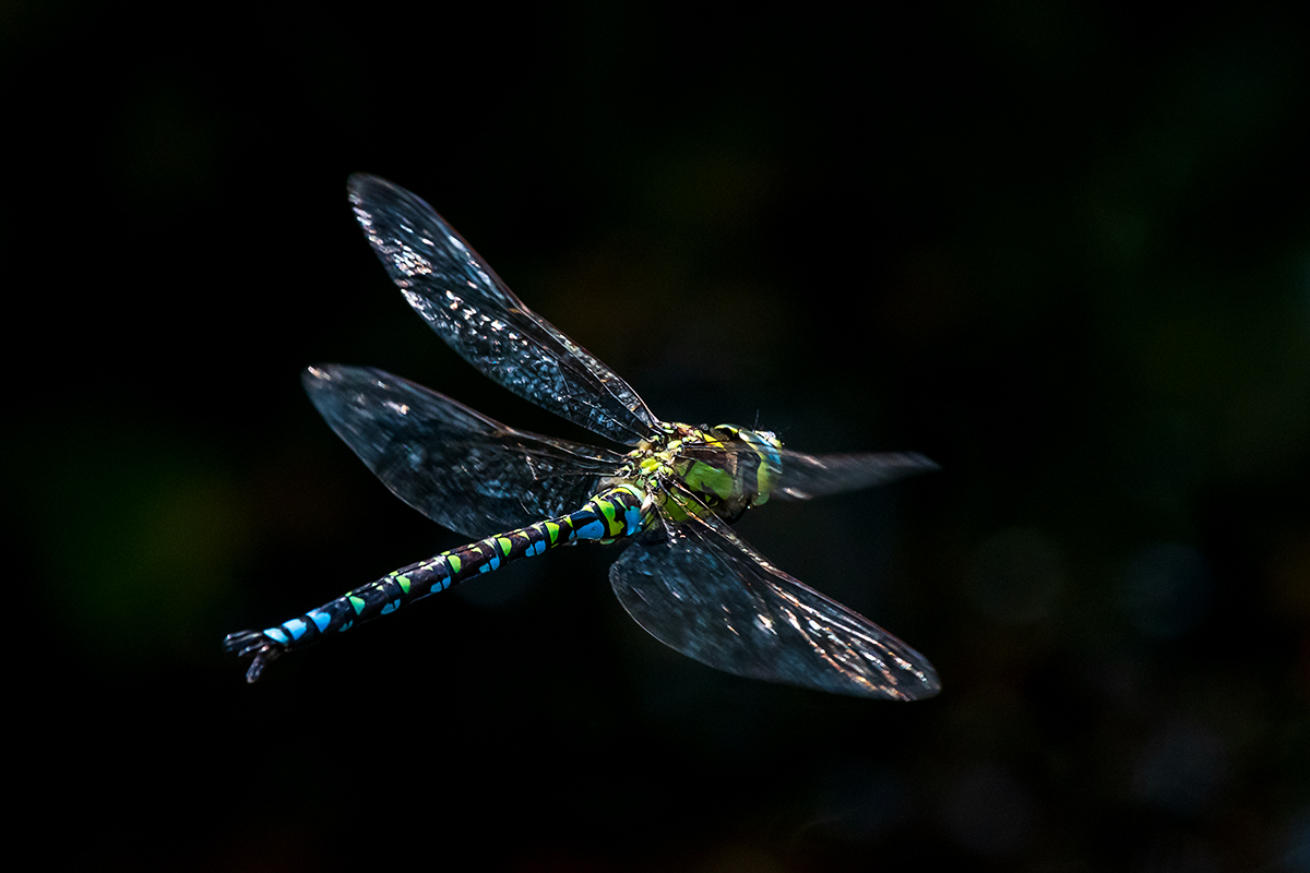 20190822_D500_0794NF.jpg
