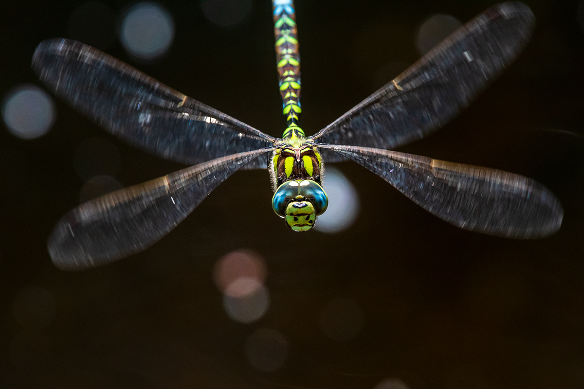 20190822_D500_0799NF.jpg