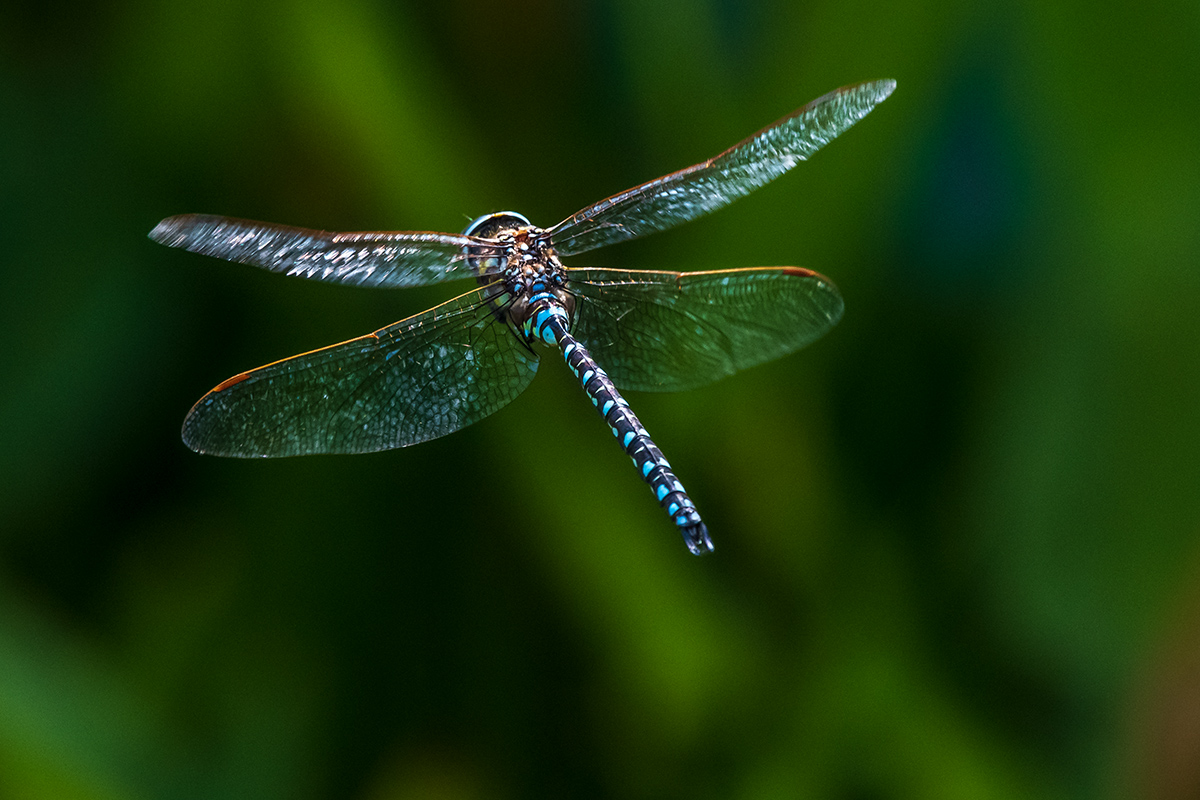 20190822_D500_0813NF.jpg
