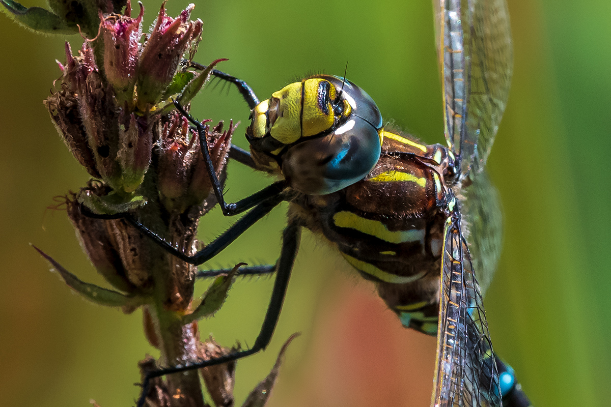 20190822_D500_0916NF.jpg