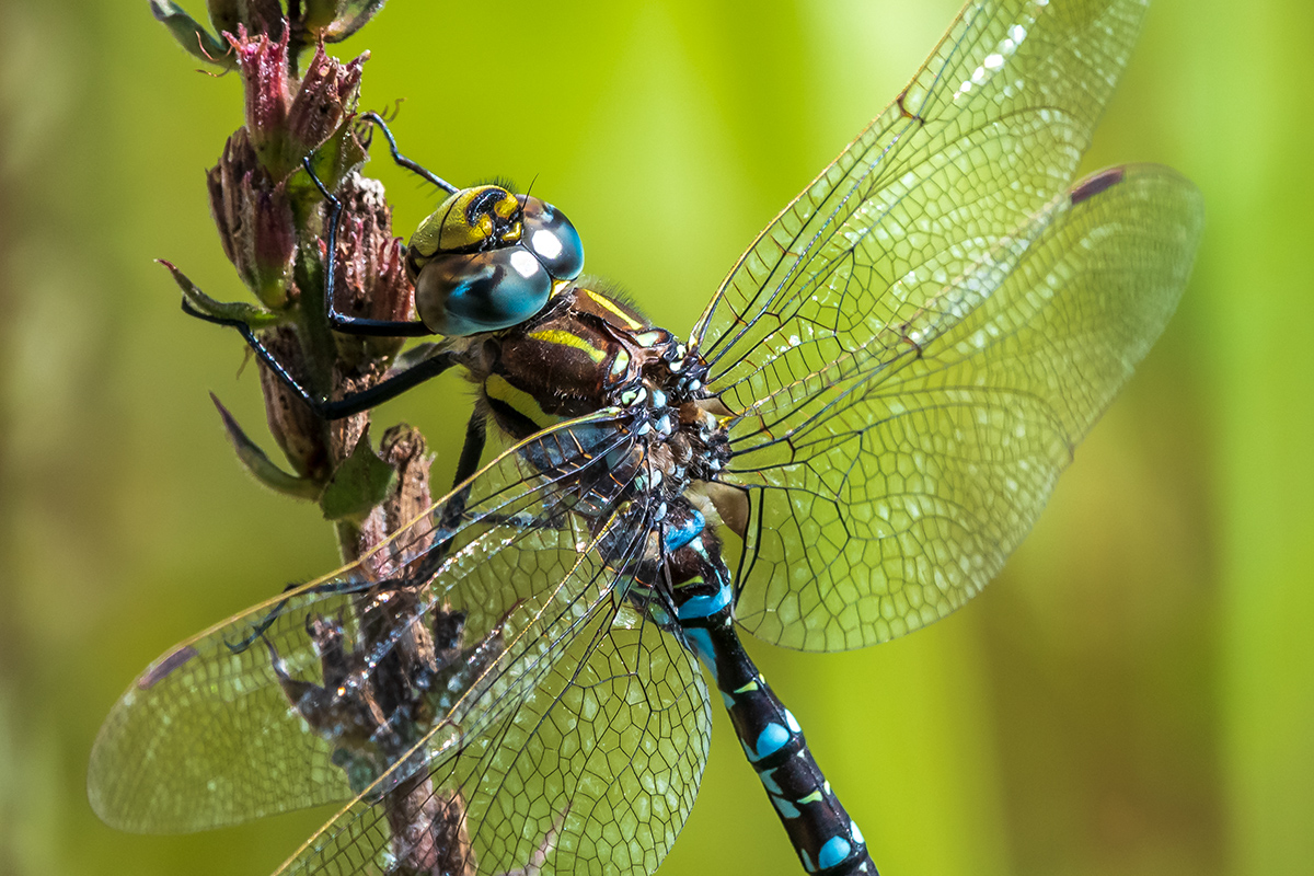 20190822_D500_0949NF.jpg