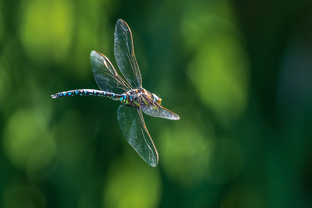 20190822_D500_1085NF.jpg