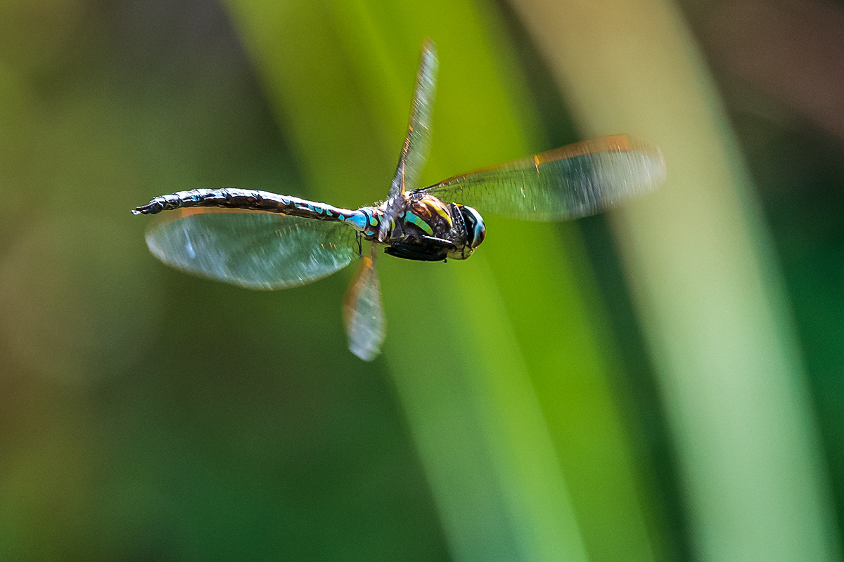 20190822_D500_1164NF.jpg