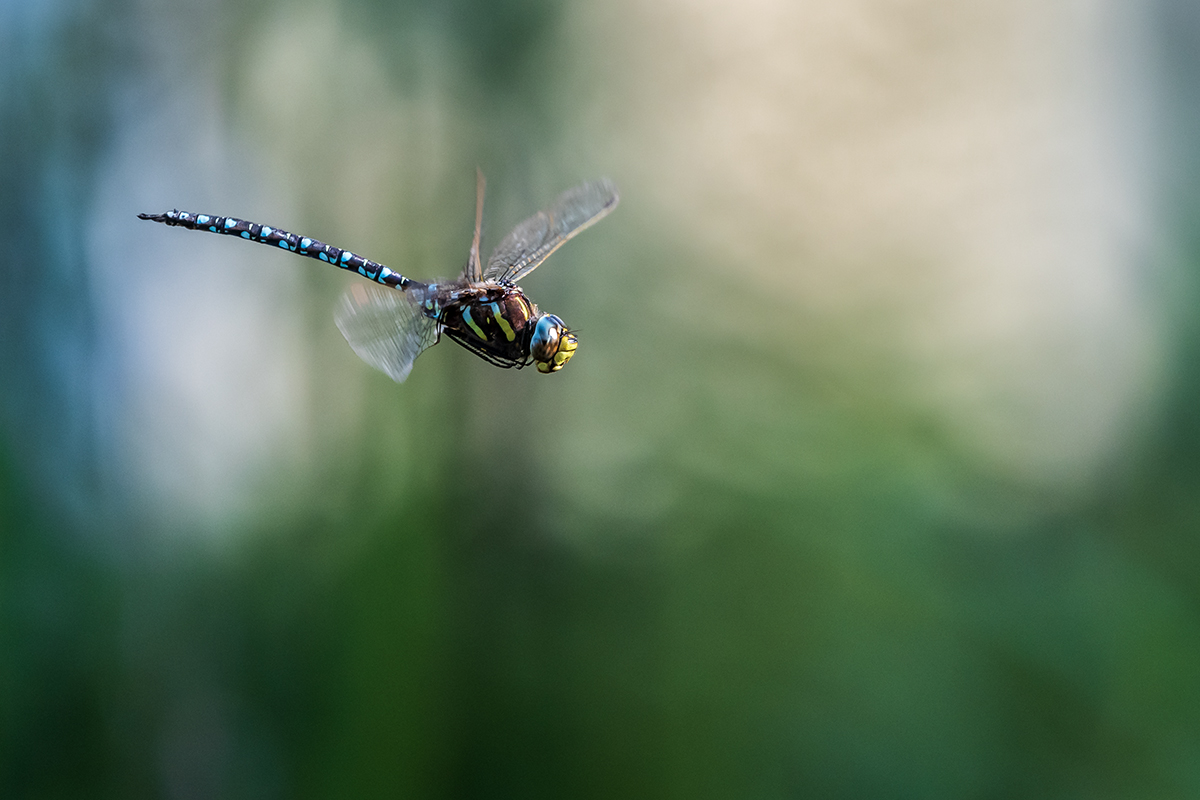 20190822_D500_1283NF.jpg