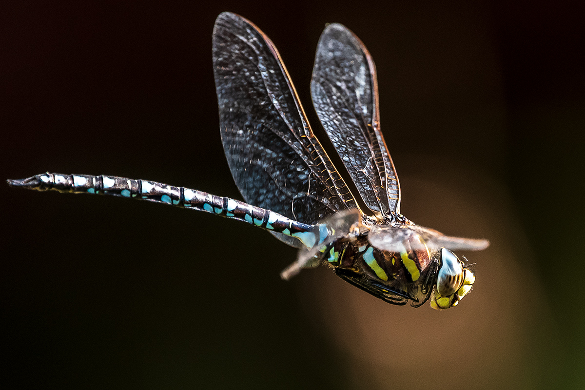20190822_D500_1332vNF.jpg