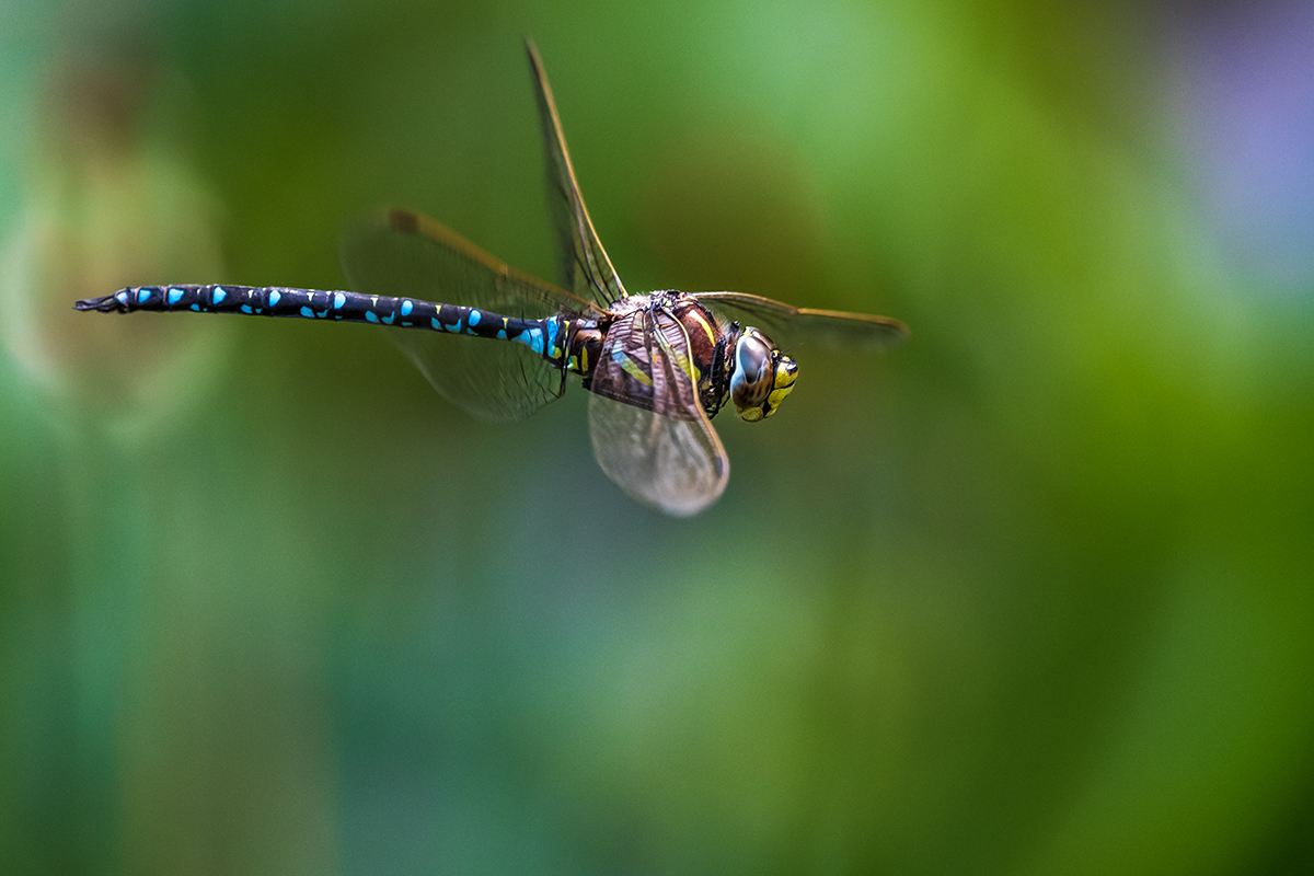 20190823_D500_1396NF.jpg
