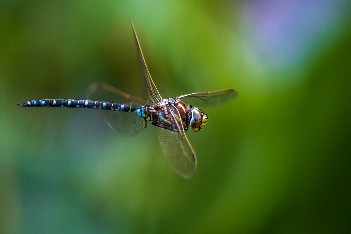 20190823_D500_1420NF.jpg