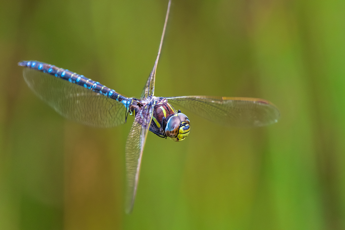 20190823_D500_1421NF.jpg