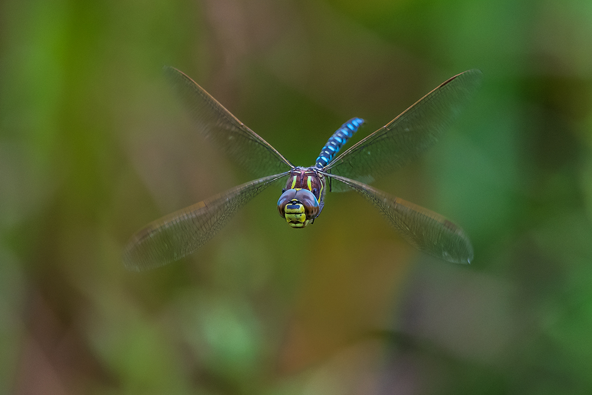 20190823_D500_1453NF.jpg