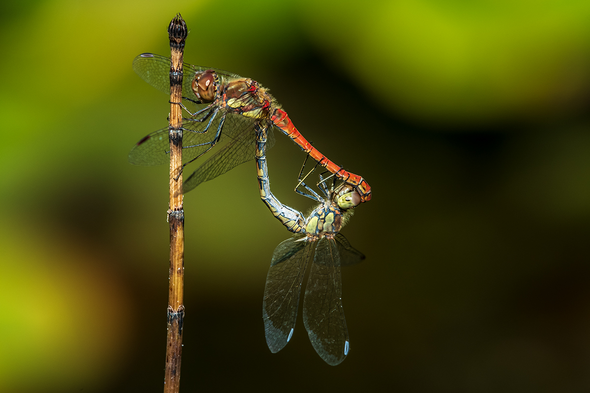 20190917_D500_1185NF.jpg