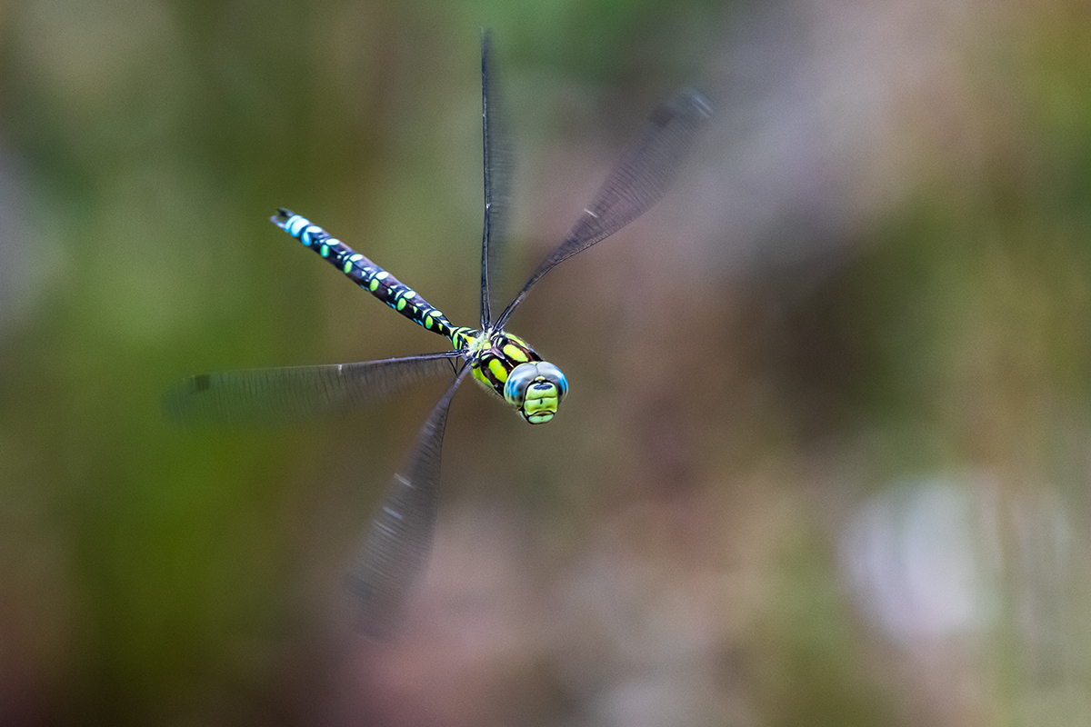 20190917_D500_1282NF.jpg