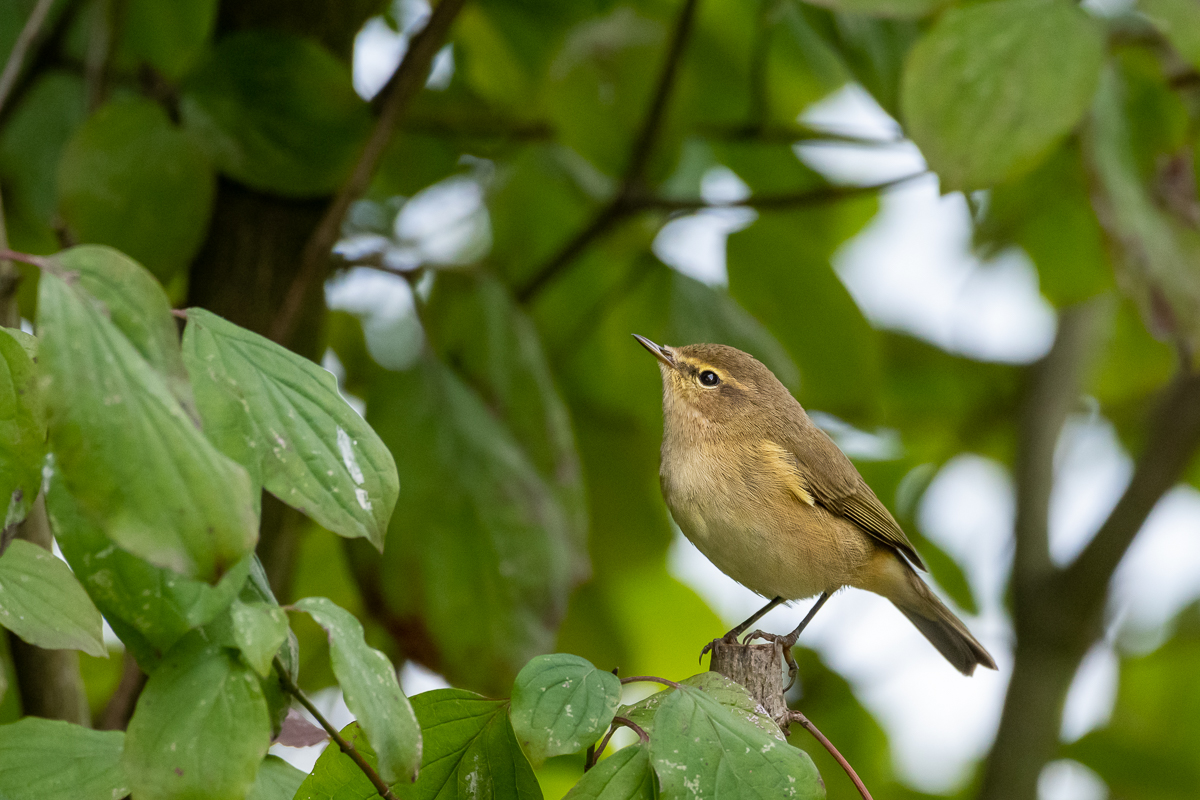 20190924-D50_4552.jpg