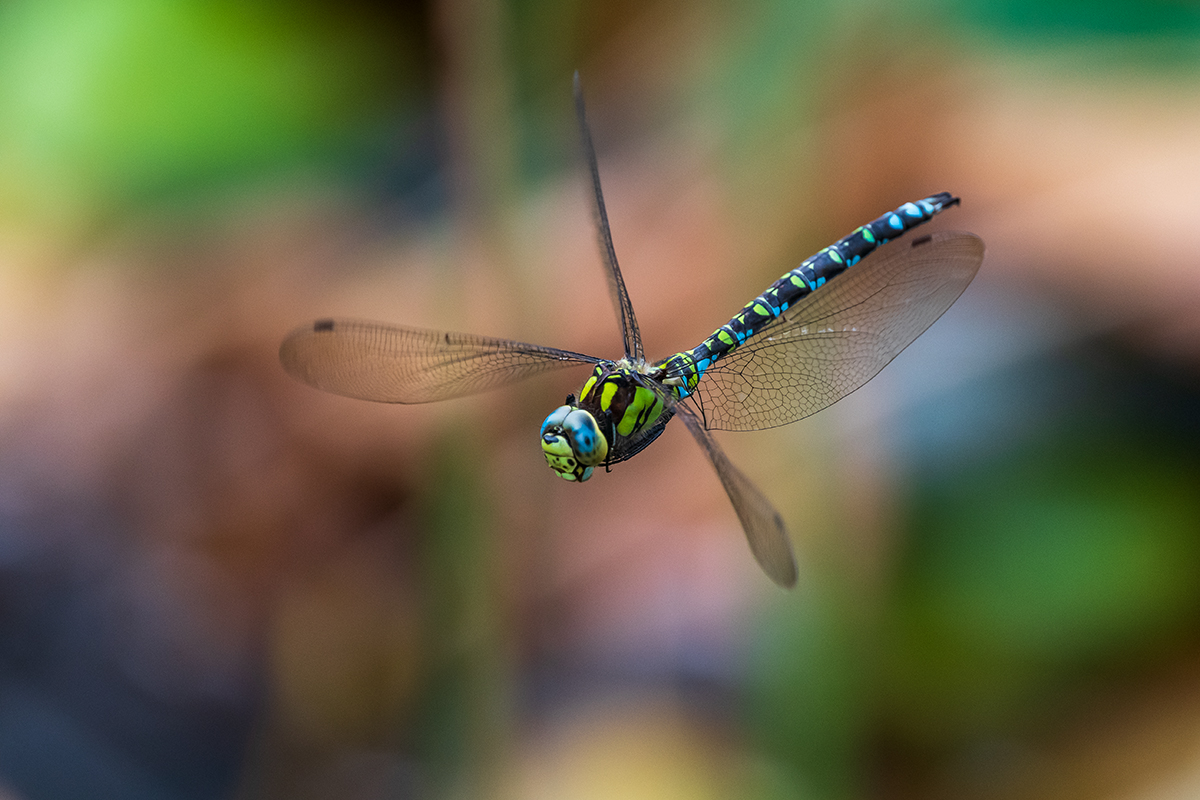 20191002_D500_0027NF.jpg