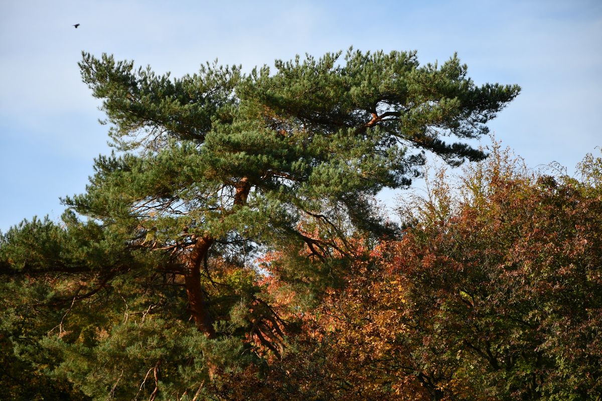 20191022_153313nf.jpg