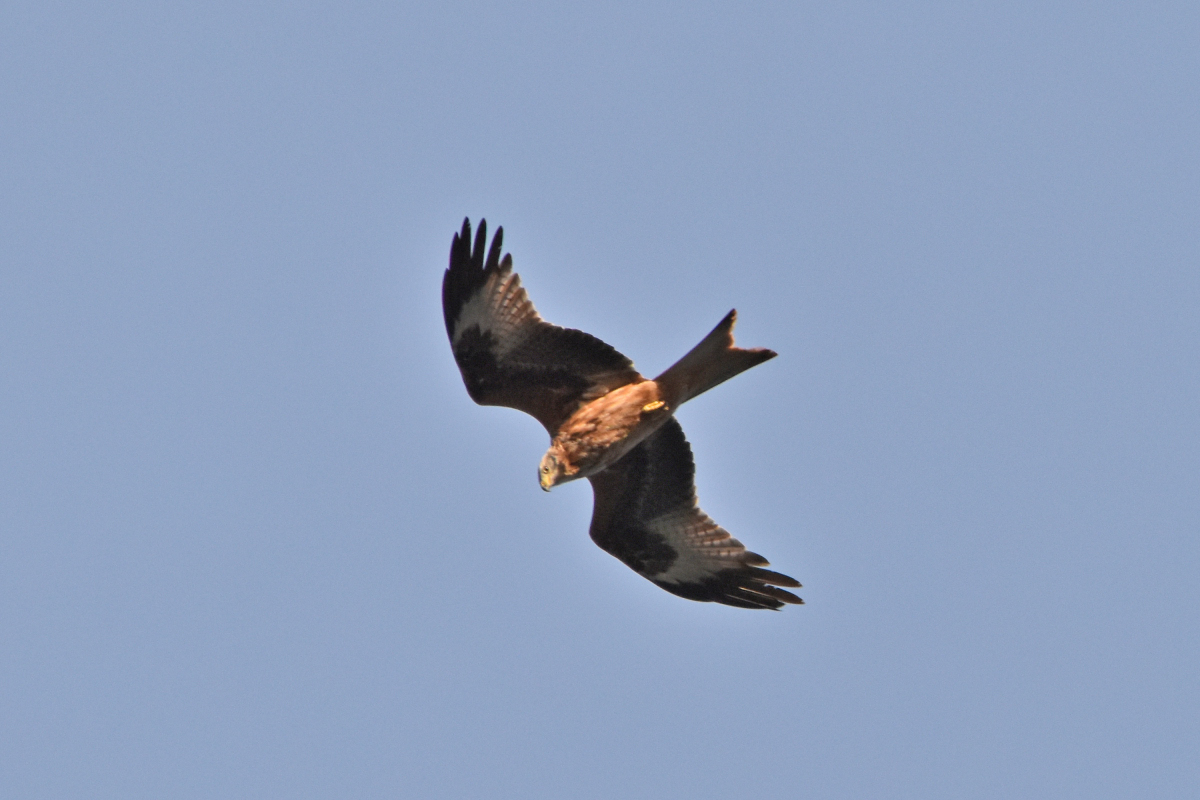 20191202_162413nf.jpg