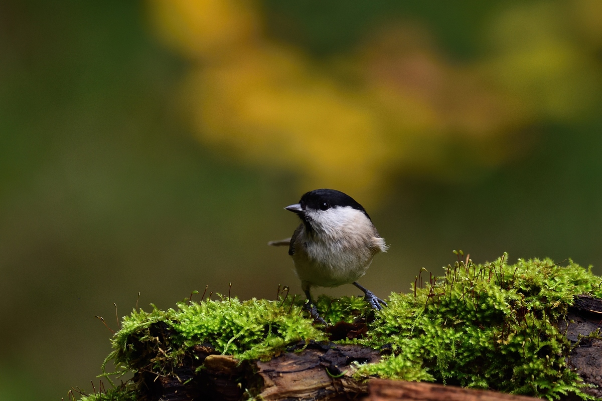 2019_24201.jpg