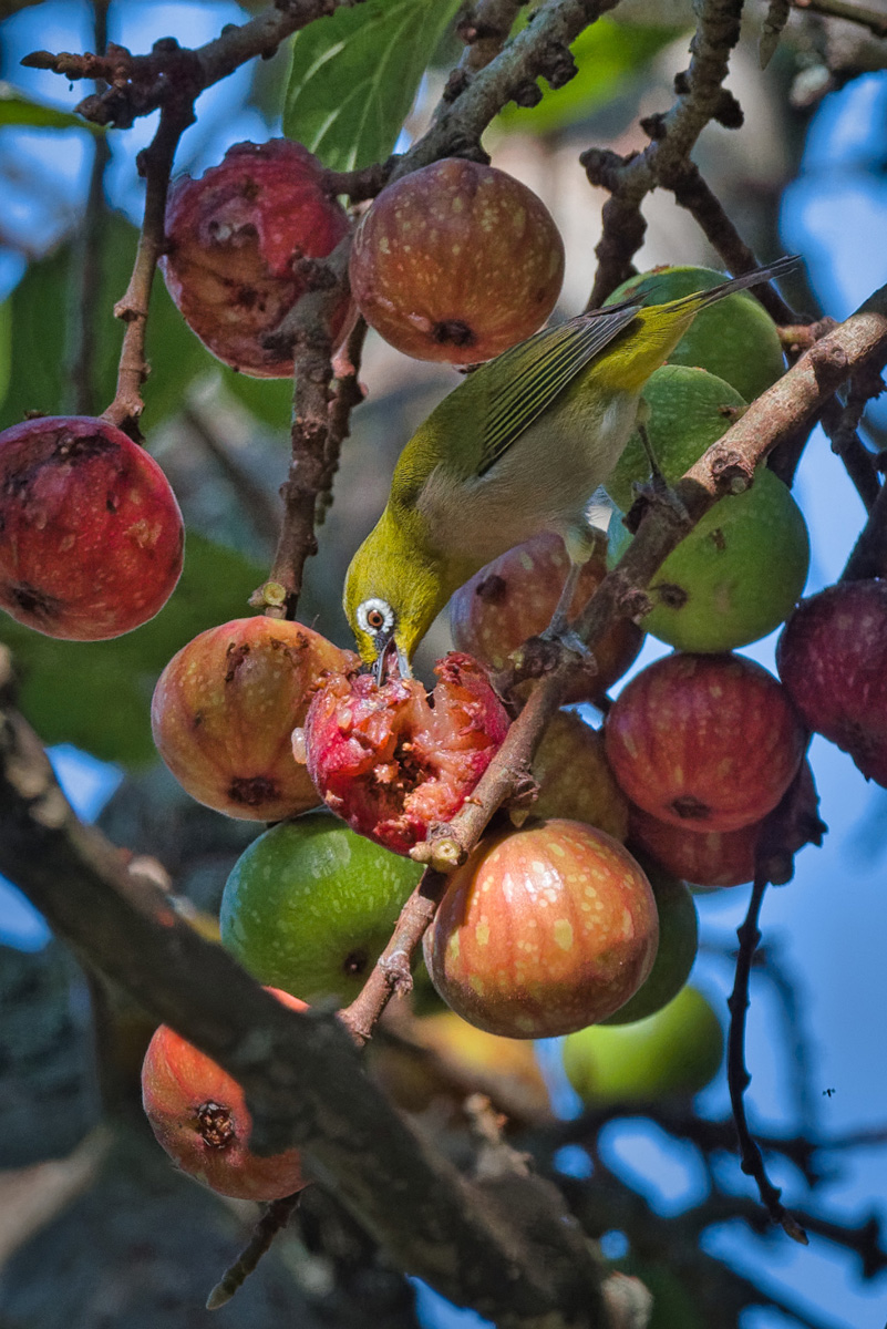 2020-02-11 25 Cape White-eye.jpg