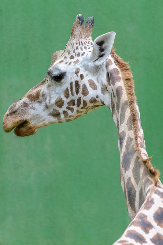 2020-08-05_Zoo Schmiding_0017.jpg