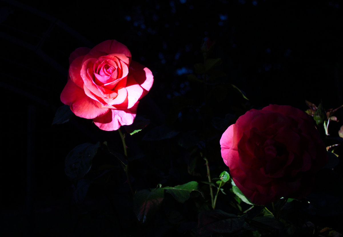 20200622 Blume 26.jpg
